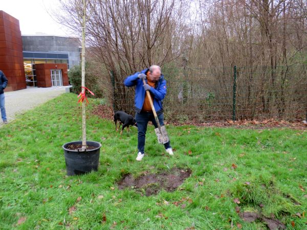 Ein Ginkgp-Baum wird gepflanzt