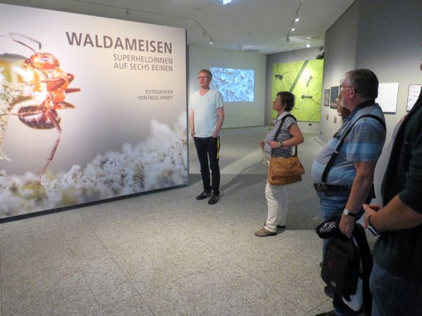 Begehung Waldameisen