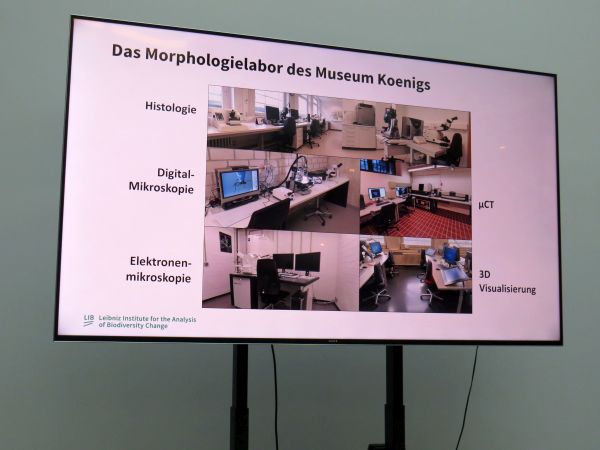Morphologie 4