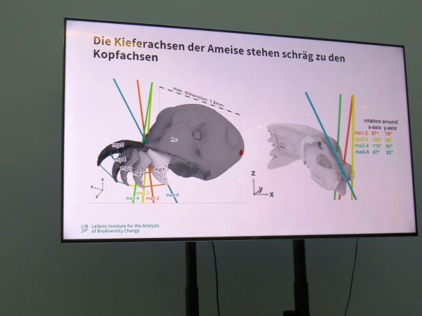 Morphologie 5