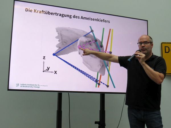 NMorphologie 1