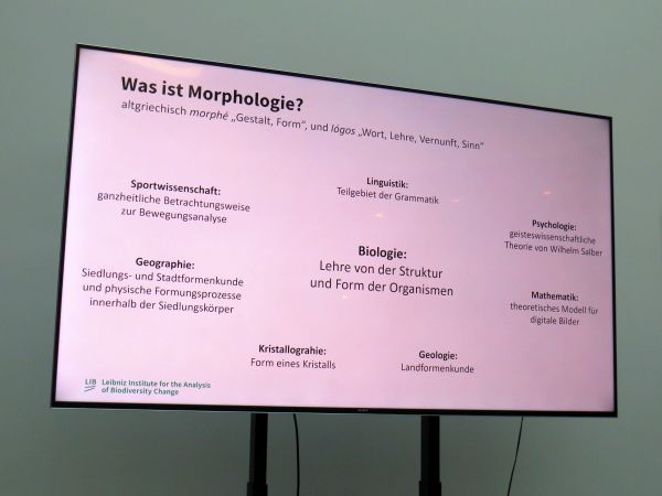 Morphologie 2