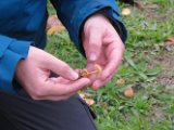 Pilzexkursion im Schwerter Wald am 02.10.2022 (33)