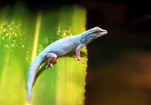 Der blaue Gecko