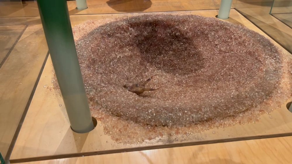 Museonder am 17.10.2026 (1)