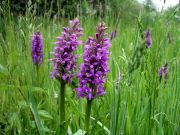 Orchideen, fotografiert von J. Diederich