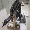 Wand 10 Der kleine Iguanodon wird aufgebaut, das Kreideriff entsteht (1)