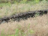IMG_3197.JPG