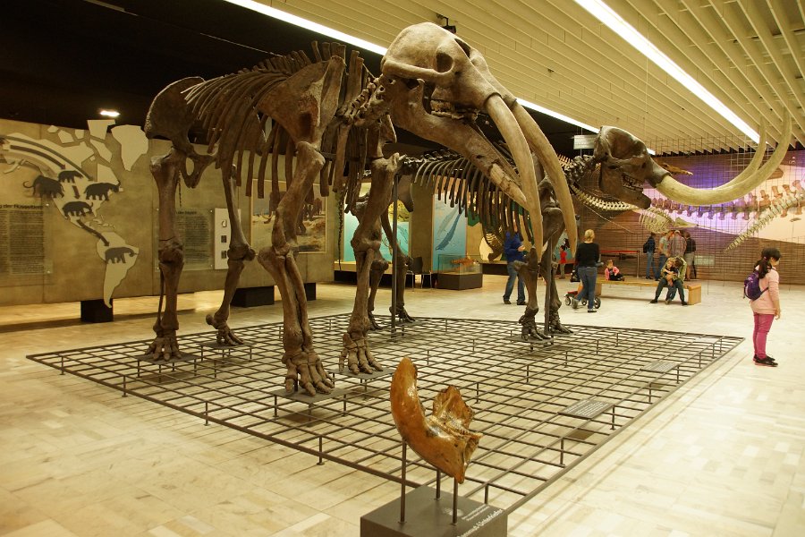 Eine Exkursion in das Senckenberg-Museum