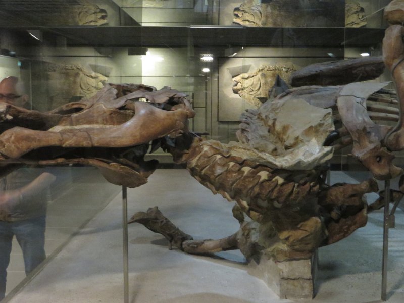 Eine Exkursion in das Senckenberg-Museum