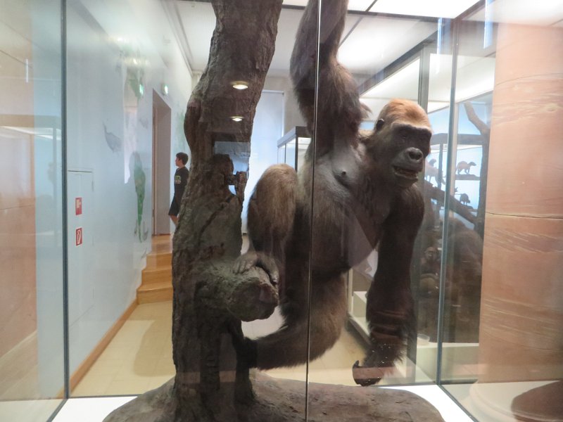 Eine Exkursion in das Senckenberg-Museum