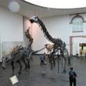 Eine Exkursion in das Senckenberg-Museum