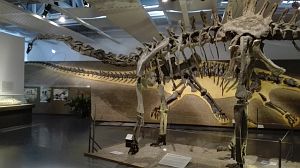 Sauropode in der Ausstellung