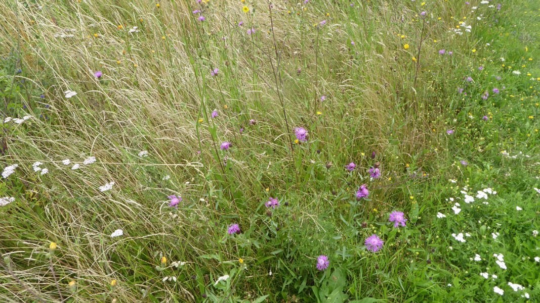 Steppenblumen am Wegesrand