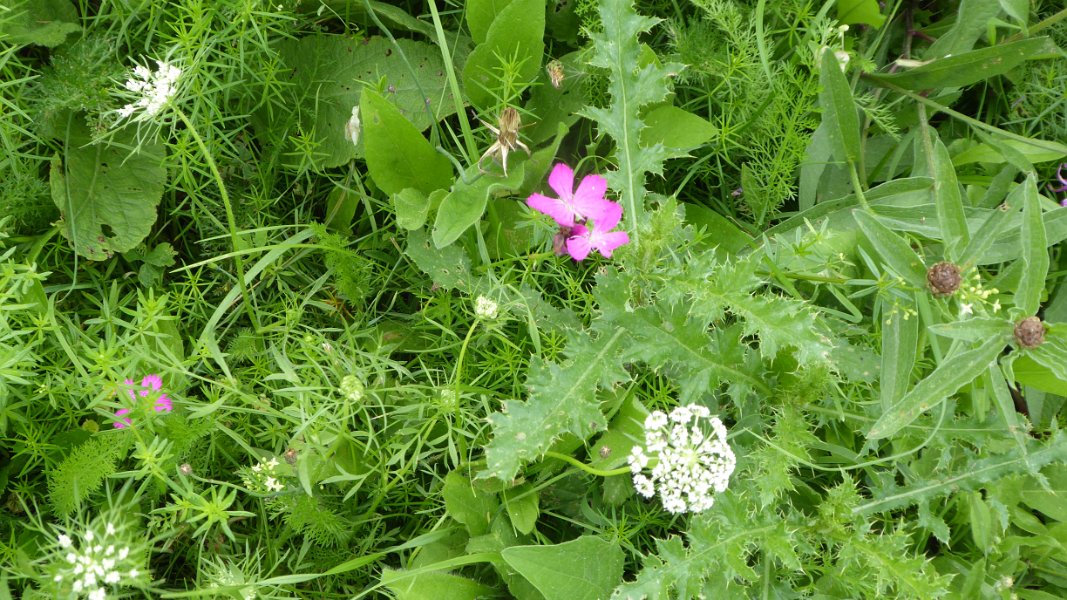 Steppenblumen am Wegesrand