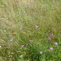 Steppenblumen am Wegesrand