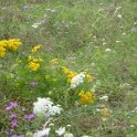 Steppenblumen am Wegesrand