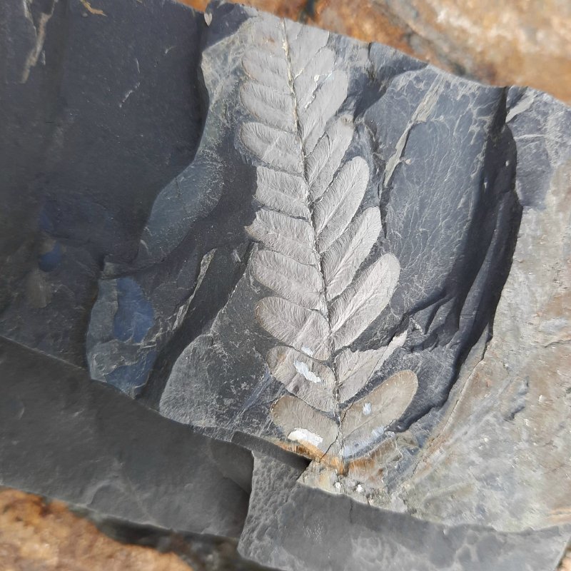 Piesberg am 28.9.2025  (153)